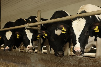 Photo of Cute cows near fence inside cowshed in dairy farm