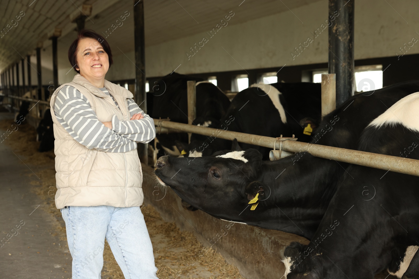 Photo of Portrait of farmer with cute cows inside cowshed in dairy farm