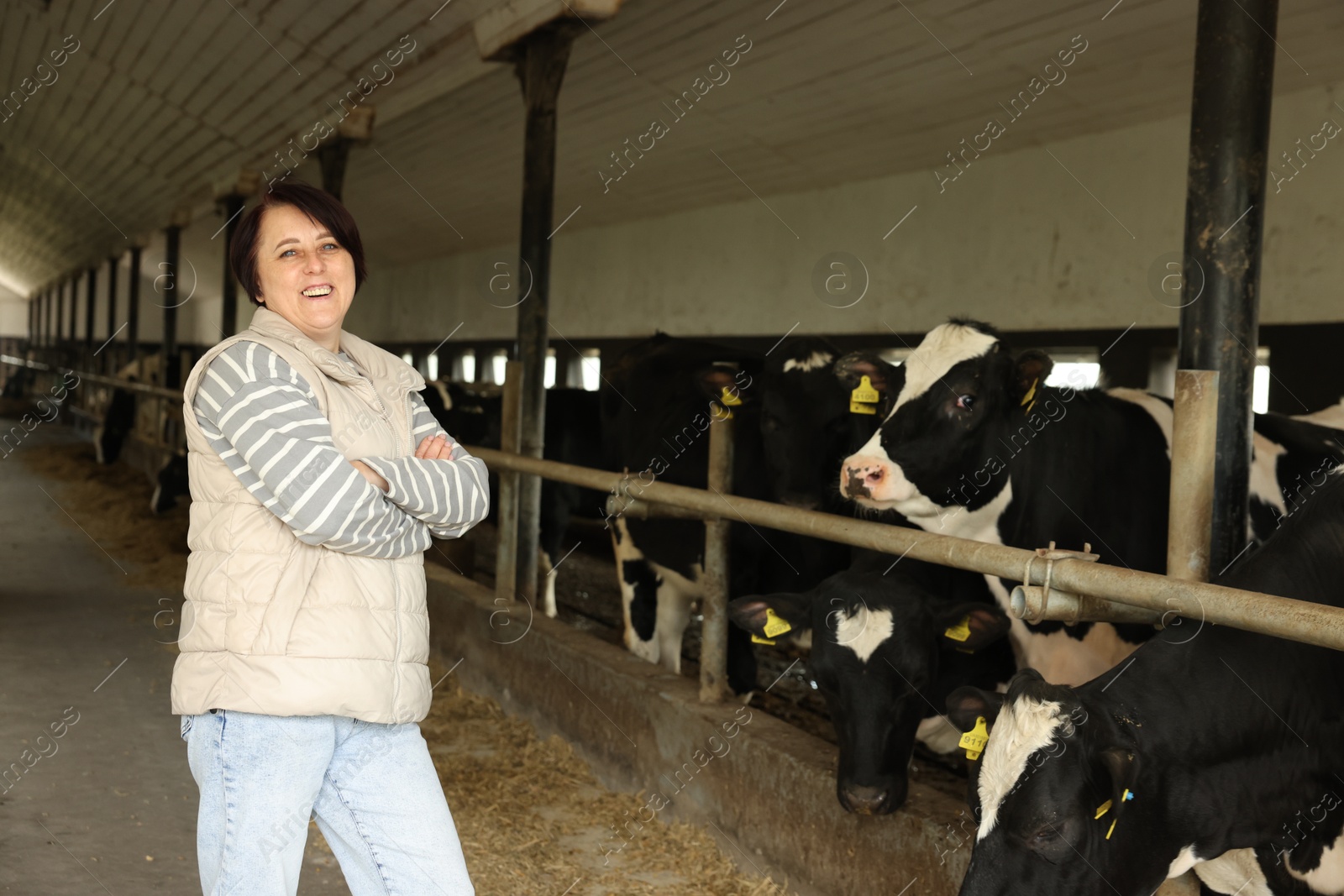 Portrait of farmer with cute cows inside cowshed in dairy farm Photo of Portrait of farmer with cute cows inside cowshed in dairy farm
