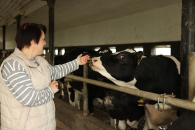 Photo of Farmer with cute cows inside cowshed in dairy farm