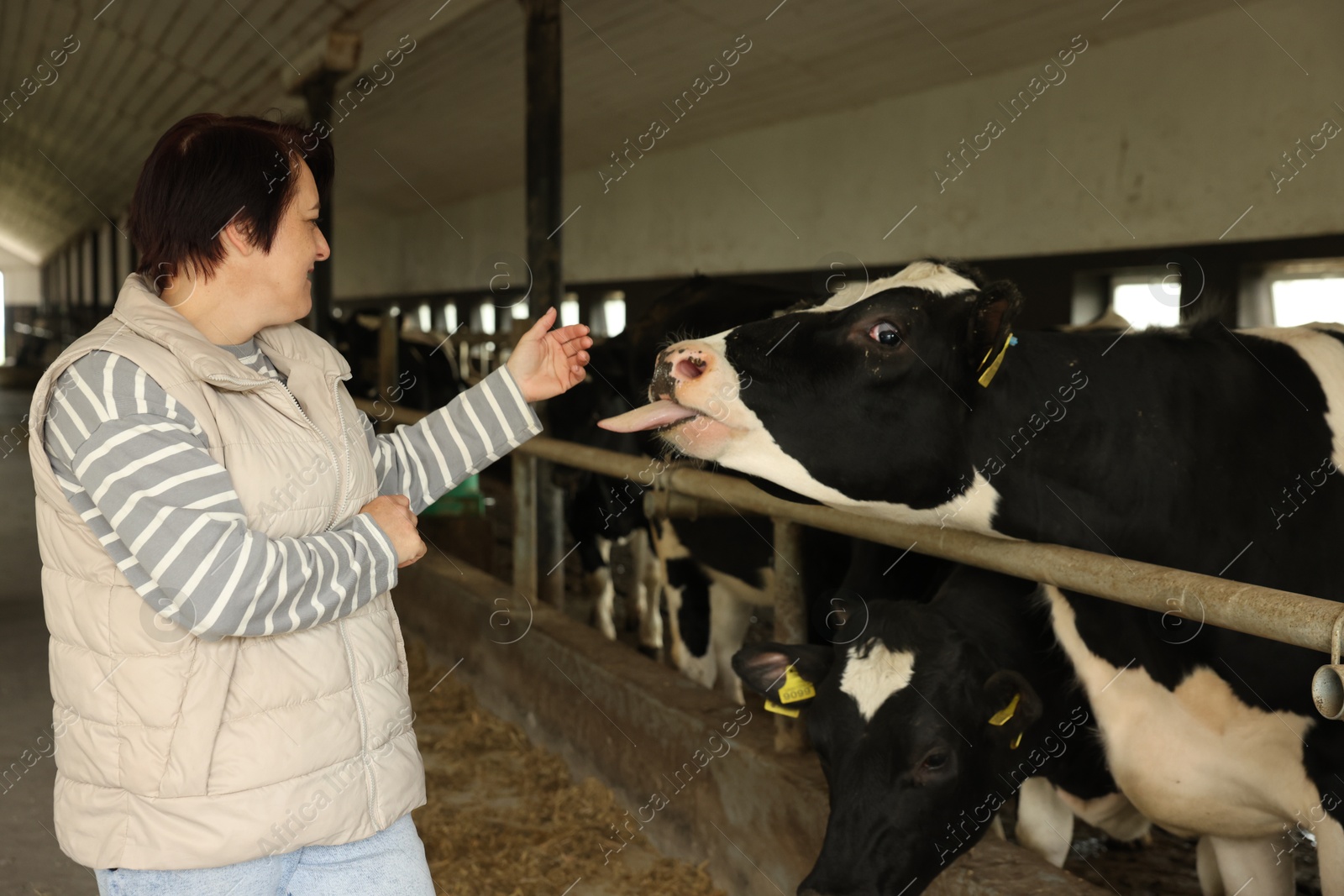 Farmer with cute cows inside cowshed in dairy farm Photo of Farmer with cute cows inside cowshed in dairy farm