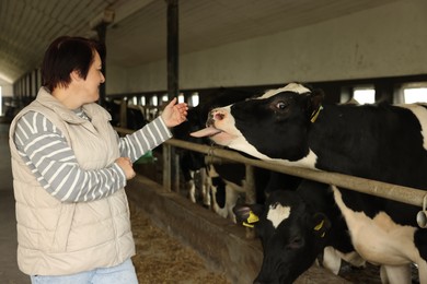 Photo of Farmer with cute cows inside cowshed in dairy farm