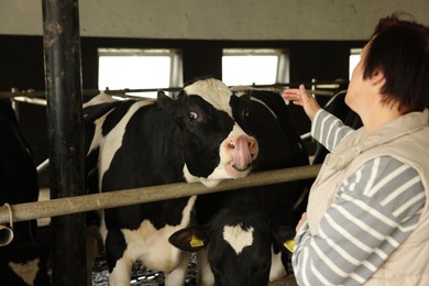 Photo of Farmer with cute cows inside cowshed in dairy farm, back view