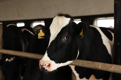 Photo of Cute cow near fence inside cowshed in dairy farm