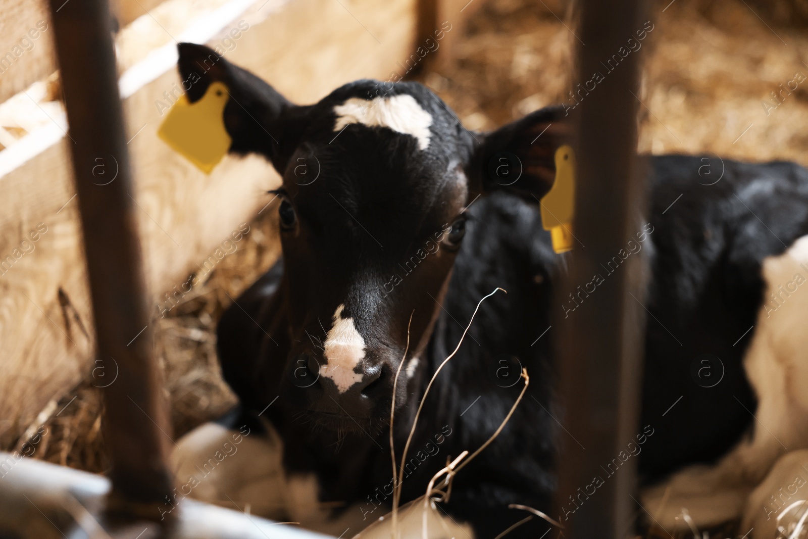 Cute calf inside cowshed in dairy farm Photo of Cute calf inside cowshed in dairy farm