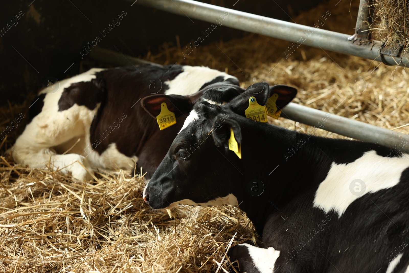 Cute calves inside cowshed in dairy farm Photo of Cute calves inside cowshed in dairy farm