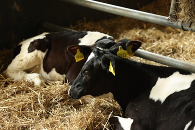 Photo of Cute calves inside cowshed in dairy farm