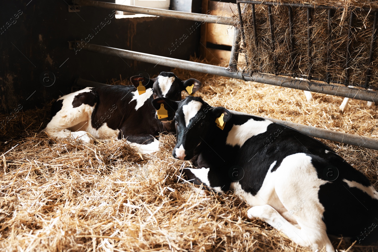 Photo of Cute calves inside cowshed in dairy farm