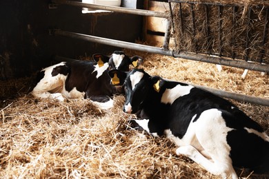 Photo of Cute calves inside cowshed in dairy farm