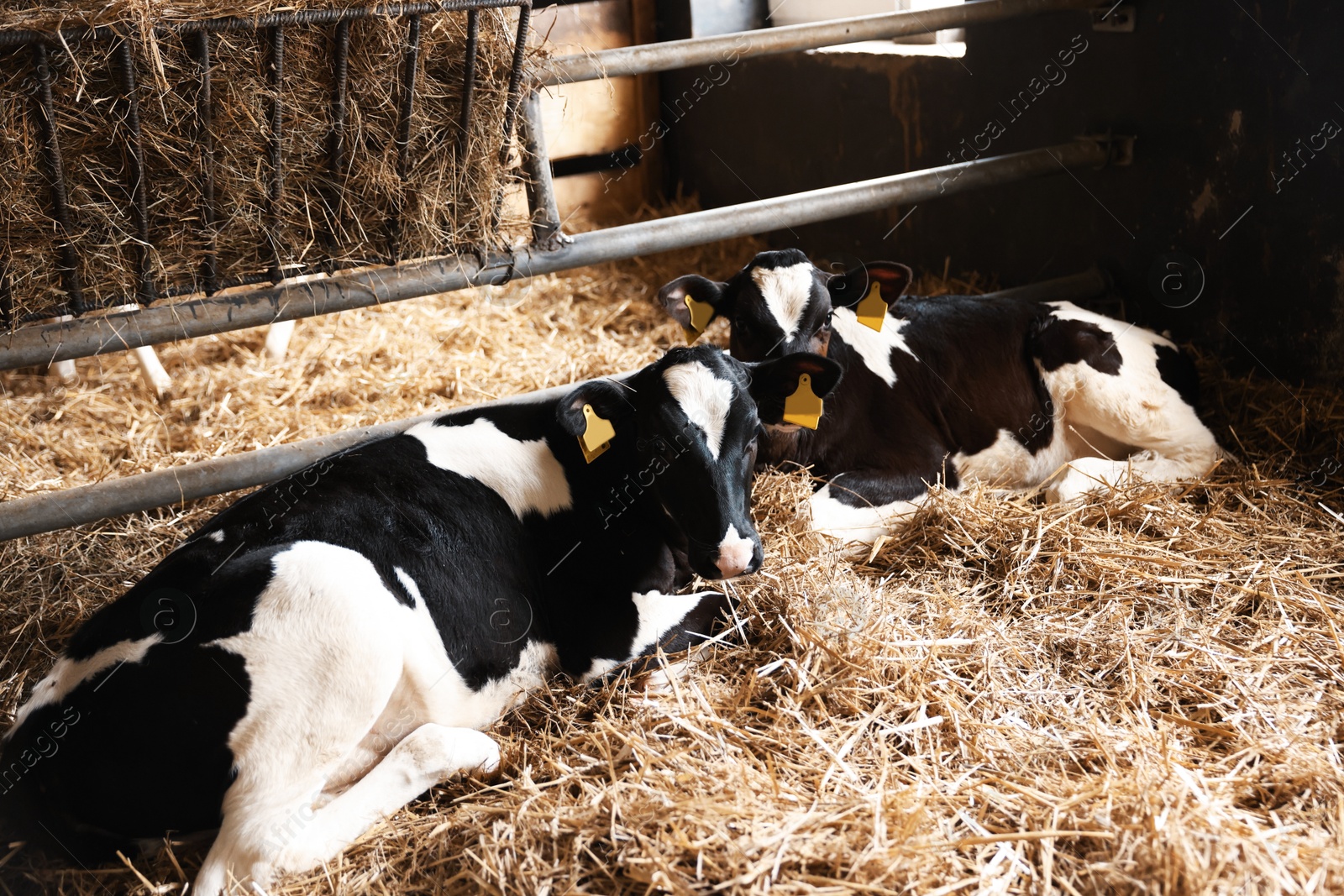Cute calves inside cowshed in dairy farm Photo of Cute calves inside cowshed in dairy farm