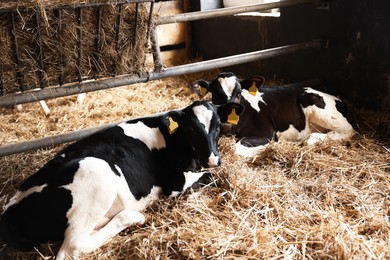 Photo of Cute calves inside cowshed in dairy farm