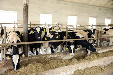 Photo of Cute calves eating hay near fence inside cowshed in dairy farm