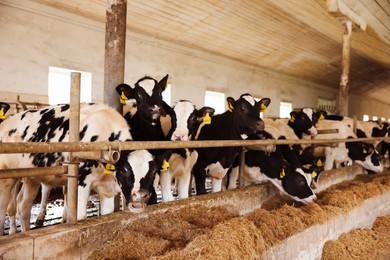 Photo of Cute calves eating hay near fence inside cowshed in dairy farm