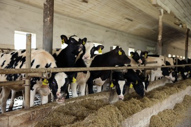 Photo of Cute calves near fence inside cowshed in dairy farm