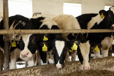 Photo of Cute calves eating hay near fence inside cowshed in dairy farm