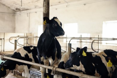 Photo of Cute cows near fence inside cowshed in dairy farm