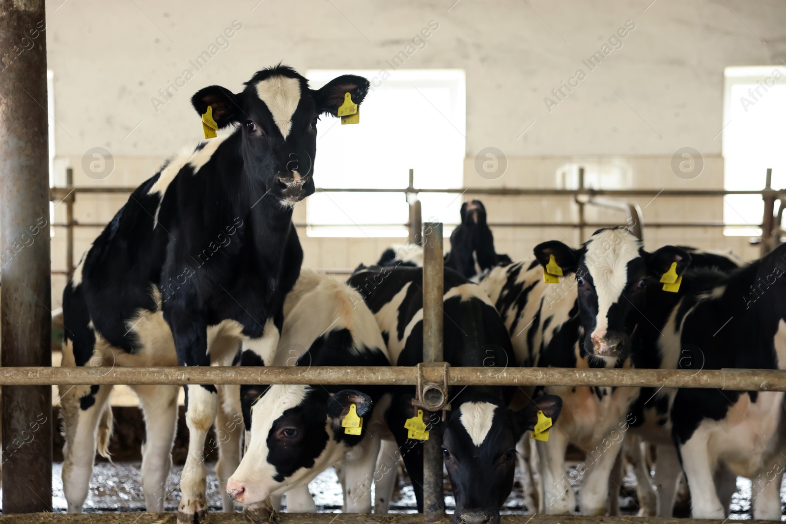 Photo of Cute cows near fence inside cowshed in dairy farm