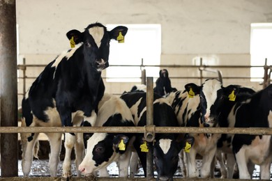 Photo of Cute cows near fence inside cowshed in dairy farm