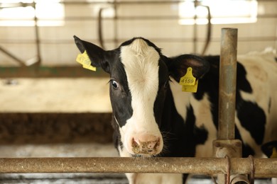 Photo of Cute calf near fence inside cowshed in dairy farm