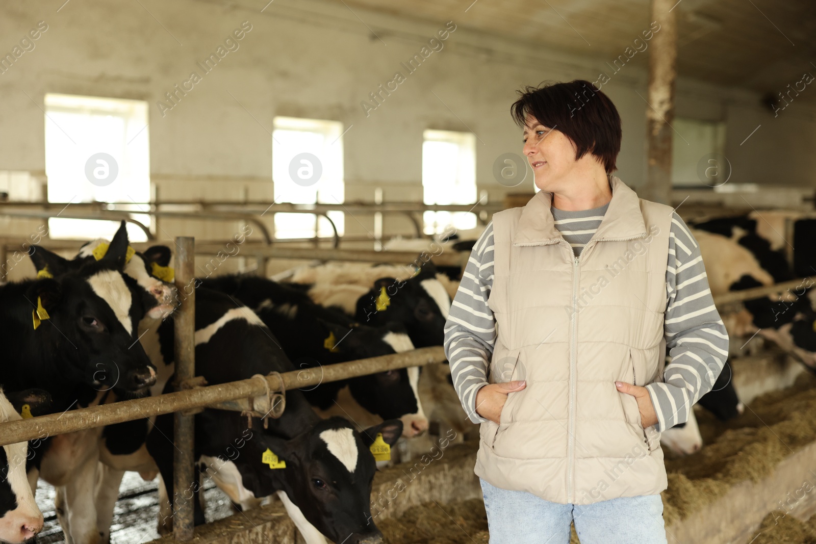 Farmer with cute cows inside cowshed in dairy farm Photo of Farmer with cute cows inside cowshed in dairy farm