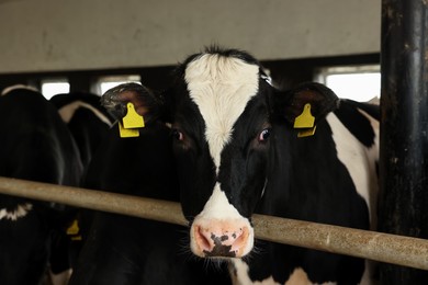 Photo of Cute cow near fence inside cowshed in dairy farm