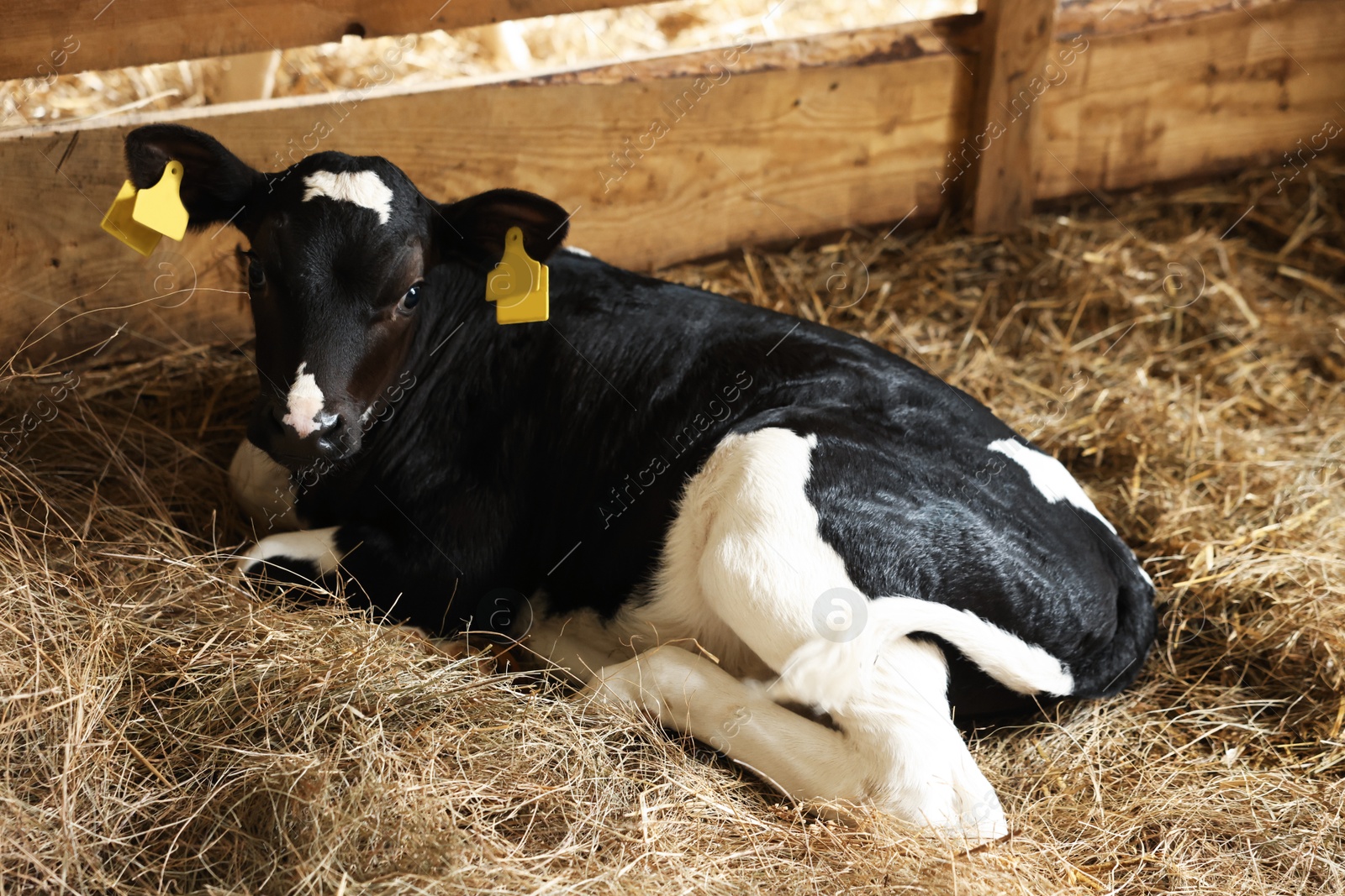Cute calf inside cowshed in dairy farm Photo of Cute calf inside cowshed in dairy farm