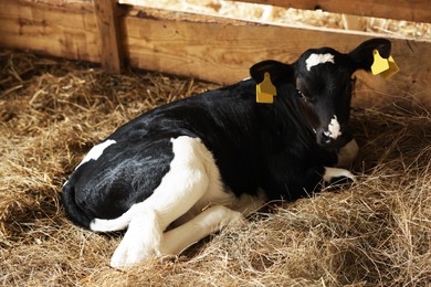 Photo of Cute calf inside cowshed in dairy farm