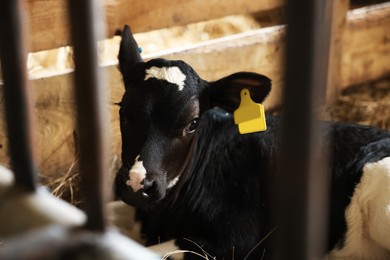 Photo of Cute calf inside cowshed in dairy farm