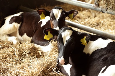 Photo of Cute calves inside cowshed in dairy farm