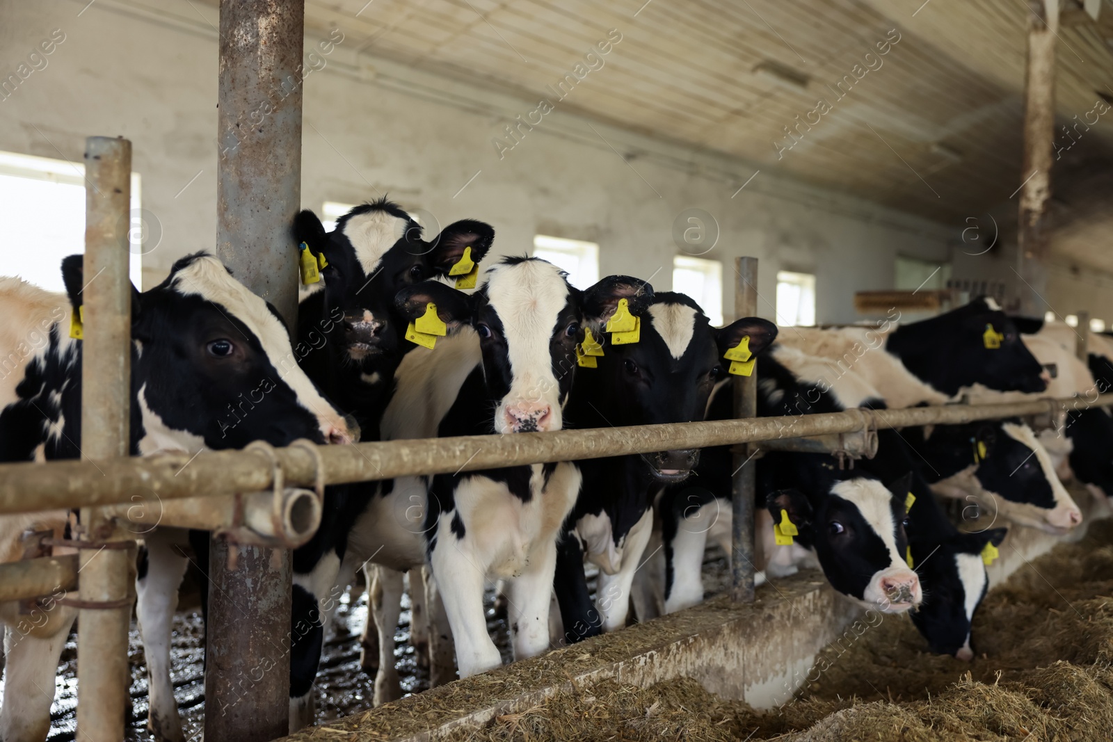 Photo of Cute calves near fence inside cowshed in dairy farm