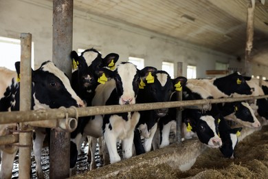Photo of Cute calves near fence inside cowshed in dairy farm