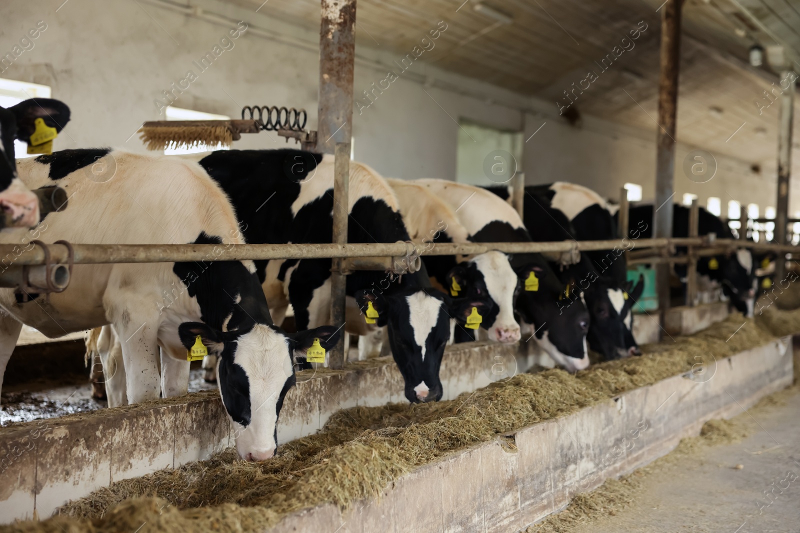 Cute calves eating hay near fence inside cowshed in dairy farm Photo of Cute calves eating hay near fence inside cowshed in dairy farm