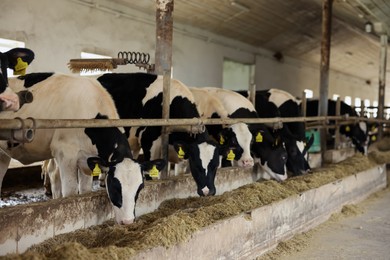 Photo of Cute calves eating hay near fence inside cowshed in dairy farm