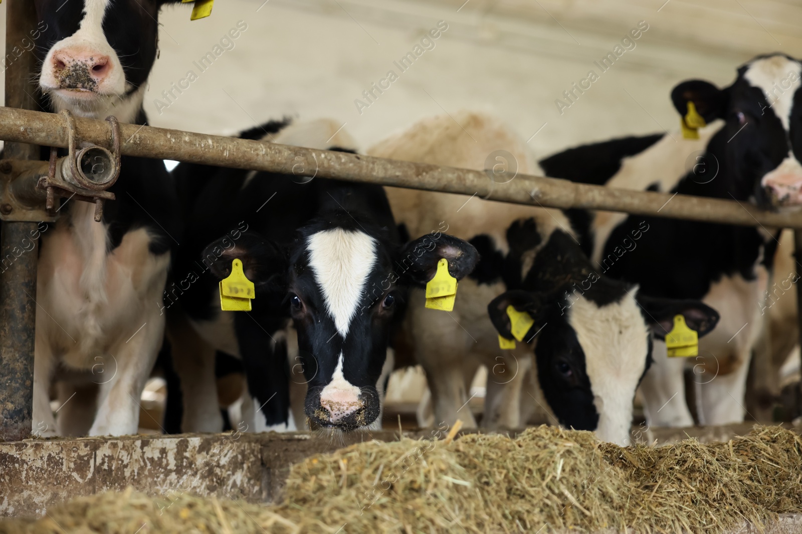 Cute calves eating hay near fence inside cowshed in dairy farm Photo of Cute calves eating hay near fence inside cowshed in dairy farm