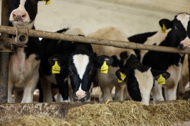 Photo of Cute calves eating hay near fence inside cowshed in dairy farm