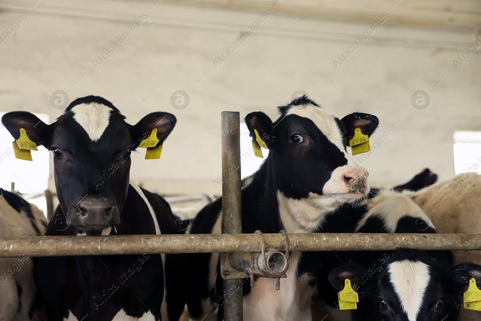 Cute calves near fence inside cowshed in dairy farm Photo of Cute calves near fence inside cowshed in dairy farm