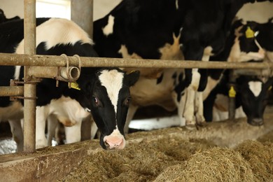 Photo of Cute cows eating hay near fence inside cowshed in dairy farm