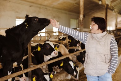 Photo of Farmer with cute cows inside cowshed in dairy farm