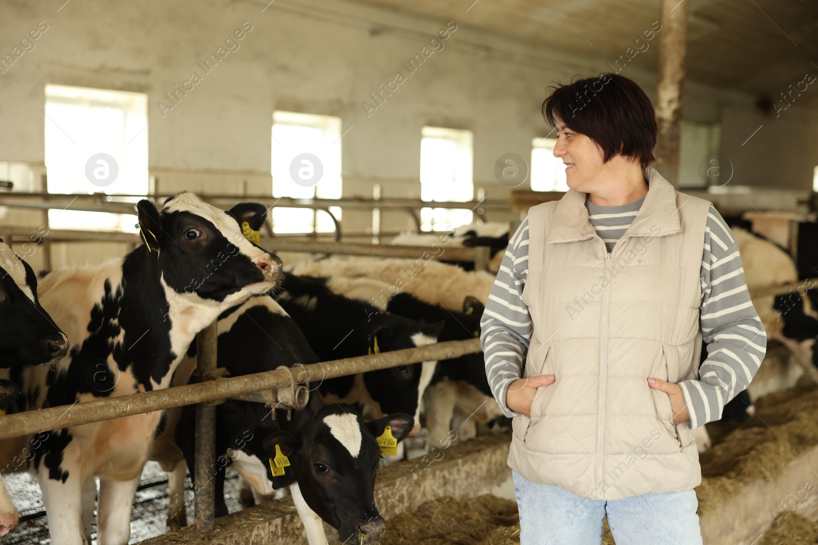Photo of Farmer with cute cows inside cowshed in dairy farm