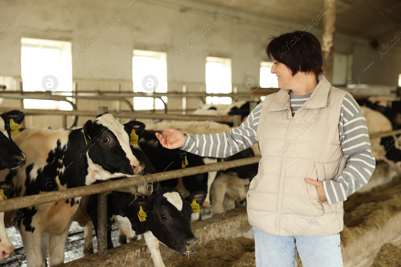 Photo of Farmer with cute cows inside cowshed in dairy farm