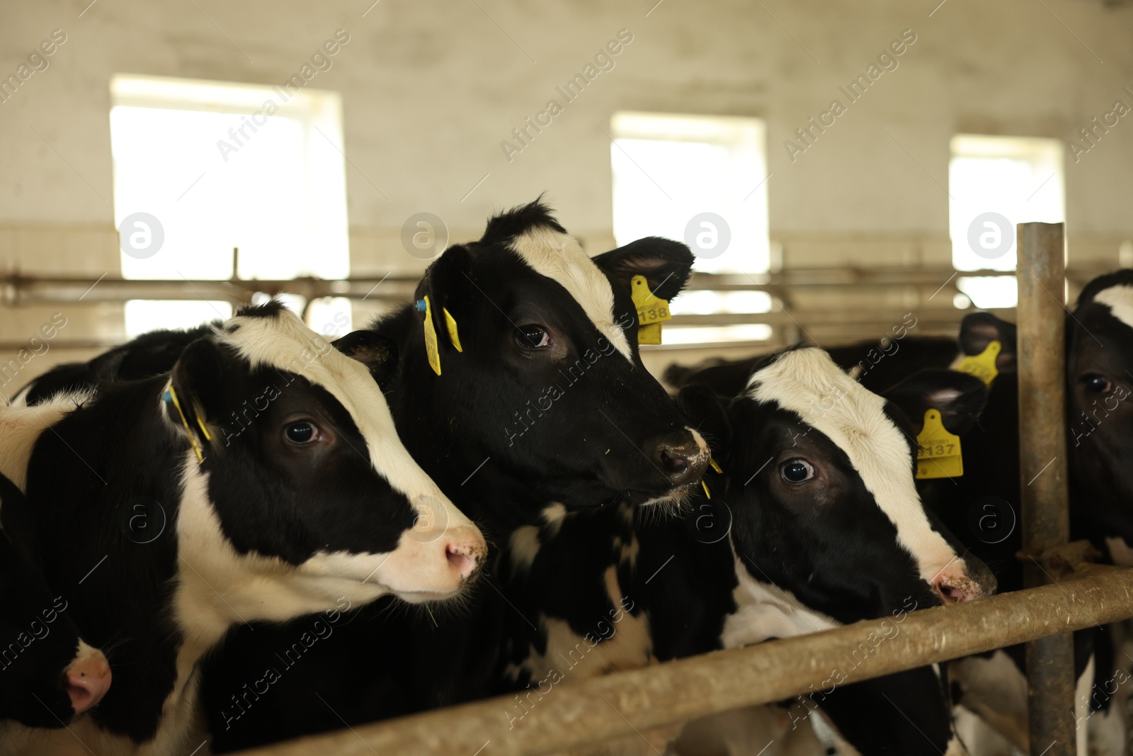 Cute cows near fence inside cowshed in dairy farm Photo of Cute cows near fence inside cowshed in dairy farm