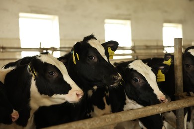 Photo of Cute cows near fence inside cowshed in dairy farm