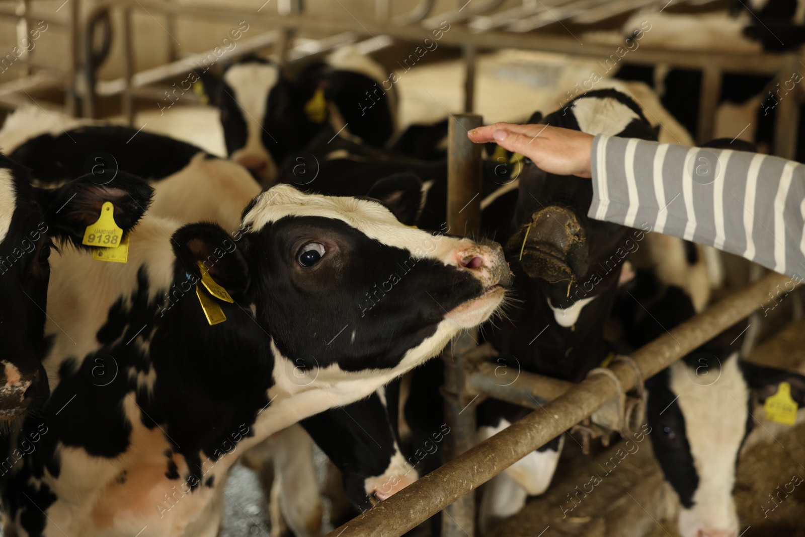 Photo of Farmer with cute cows inside cowshed in dairy farm, closeup