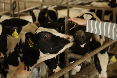 Photo of Farmer with cute cows inside cowshed in dairy farm, closeup