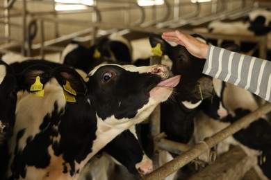 Photo of Farmer with cute cows inside cowshed in dairy farm, closeup