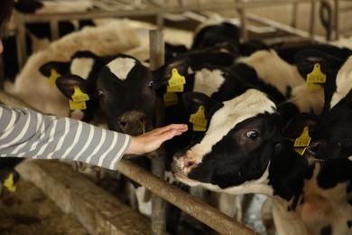 Photo of Farmer with cute cows inside cowshed in dairy farm, closeup
