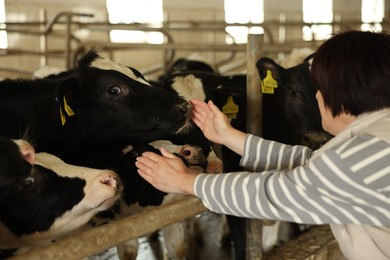 Photo of Farmer with cute cows inside cowshed in dairy farm, back view