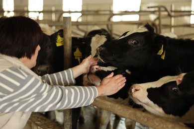 Photo of Farmer with cute cows inside cowshed in dairy farm, back view