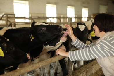 Photo of Farmer with cute cows inside cowshed in dairy farm