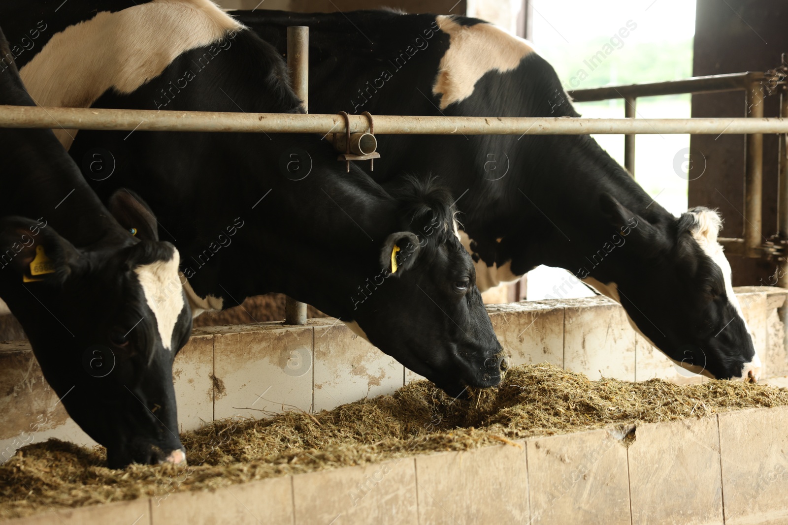 Cute cows eating hay near fence inside cowshed in dairy farm Photo of Cute cows eating hay near fence inside cowshed in dairy farm